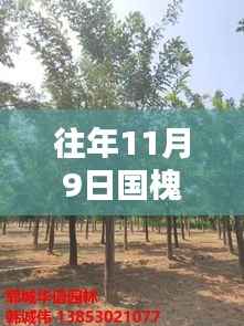 往年国槐价格表大揭秘，最新报价与行情一网打尽！