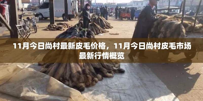 11月尚村皮毛市场最新行情概览及价格走势