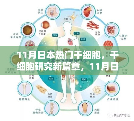 11月日本热门干细胞研究新篇章与操作指南,从初学者到进阶用户的必备指南