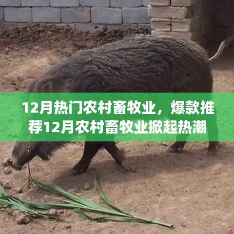 12月农村畜牧业新趋势与爆款推荐,掀起热潮,你准备好了吗?