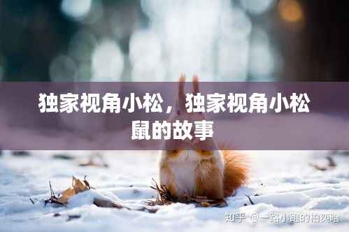 独家视角小松,独家视角小松鼠的故事
