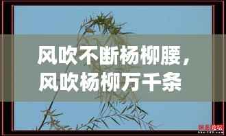 风吹不断杨柳腰,风吹杨柳万千条