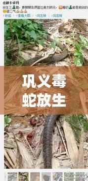 巩义毒蛇放生事件深度解析,背后的故事与启示