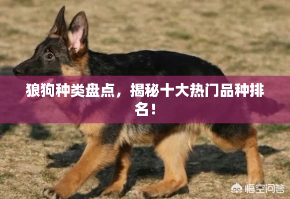 狼狗种类盘点,揭秘十大热门品种排名!