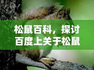 松鼠百科,探讨百度上关于松鼠是否违法的真相揭秘