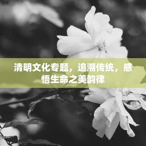清明文化专题,追溯传统,感悟生命之美韵律