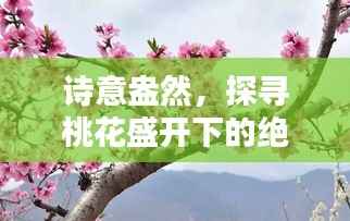 诗意盎然，探寻桃花盛开下的绝美诗句