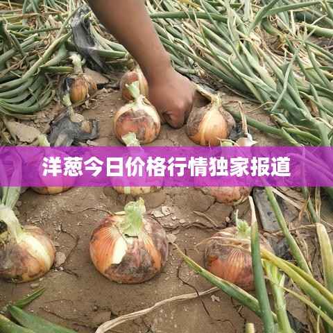 洋葱今日价格行情独家报道