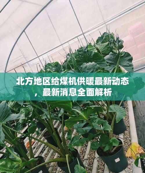 北方地区给煤机供暖最新动态，最新消息全面解析